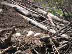 goose eggs in nest